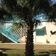 Blue Heron Palm Tree